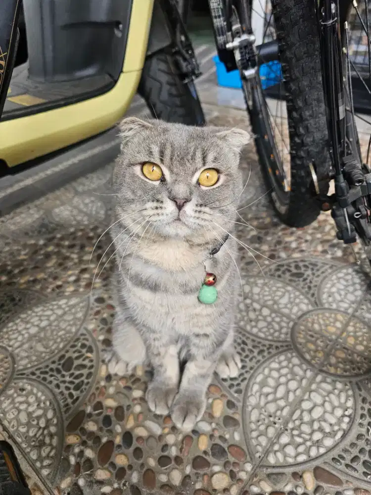 Kucing BSH Jantan