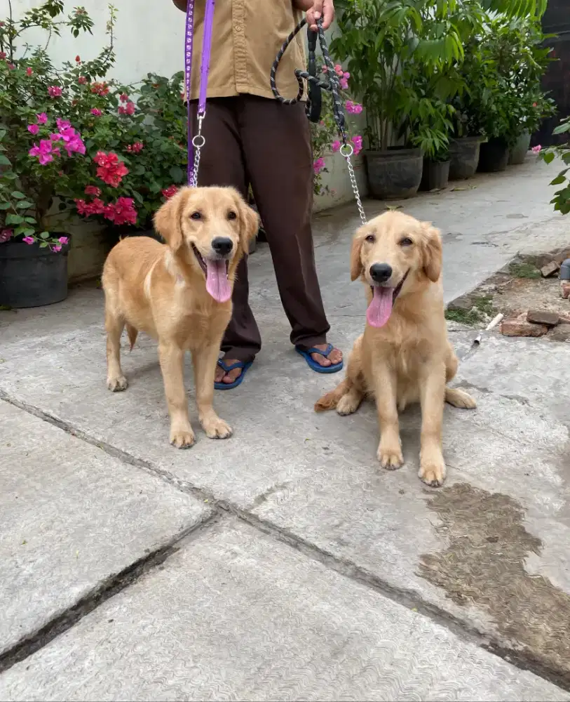 anakan golden umur 5 bulan