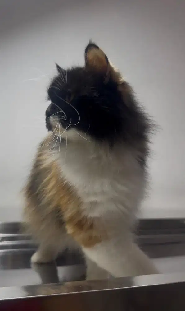Persia Betina Calico 1 tahun