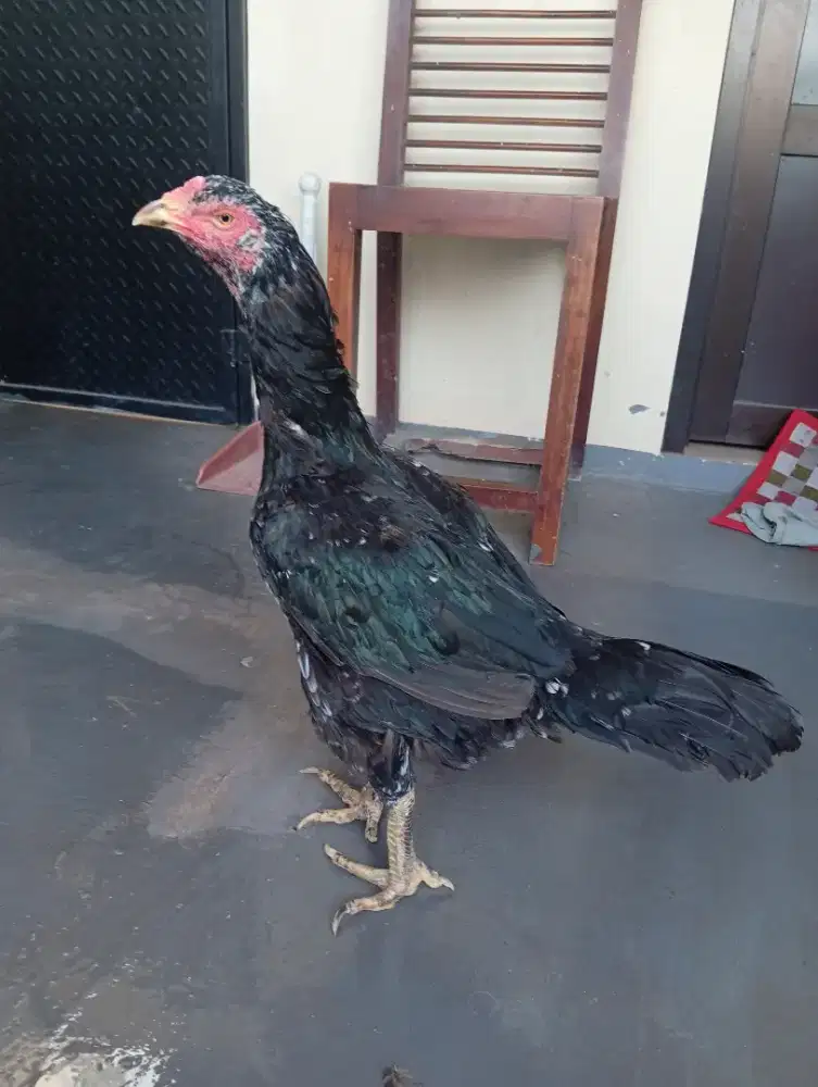 Biang big bangkok klasik