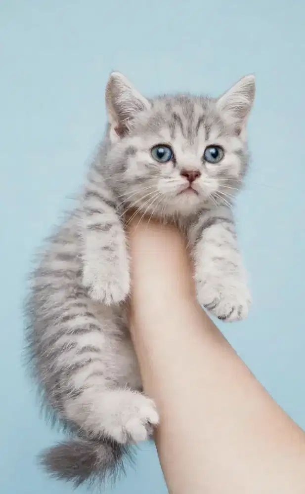 Kucing kitten British shorthair silver Tabby Female