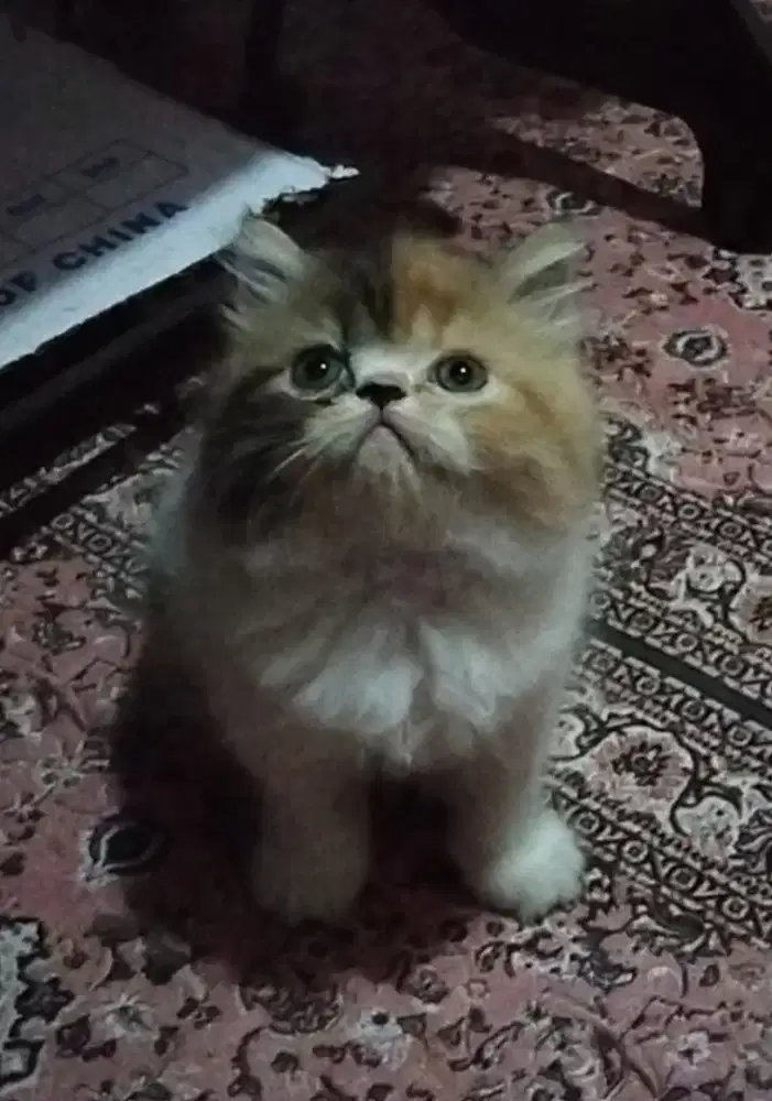 Kitten flatnose calico