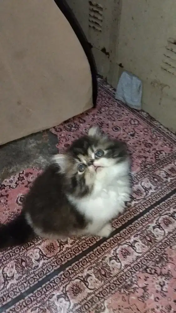 Kitten peaknose