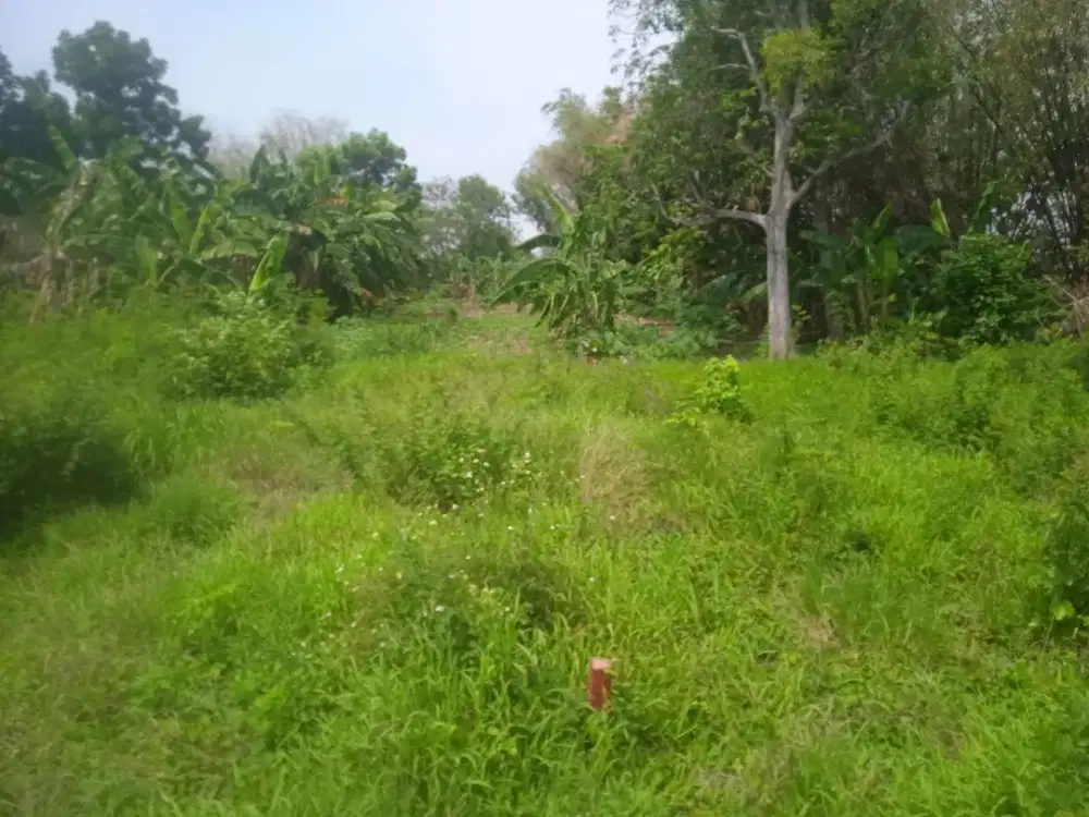TANAH LELANG SHM DEMAK 300 JUTA – LUAS 710 m² DI BLERONG