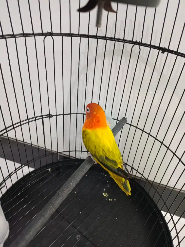 love bird biola gold/green