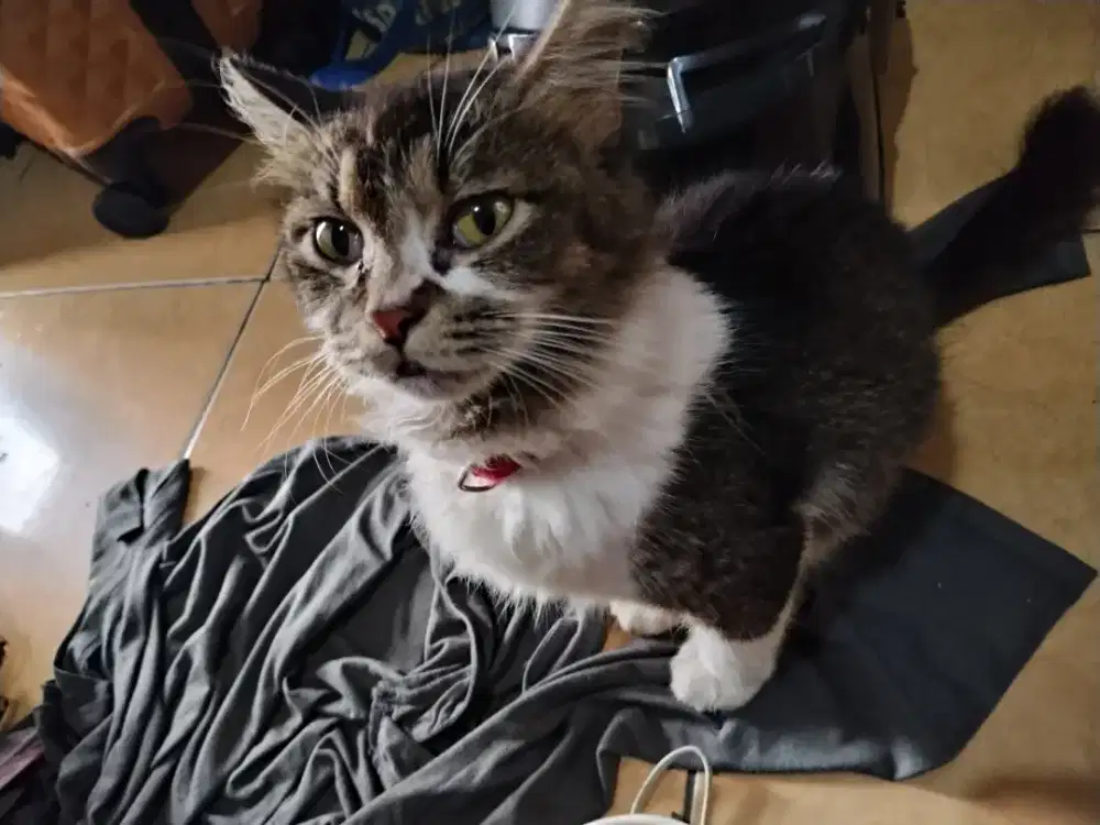 Hibah kucing free