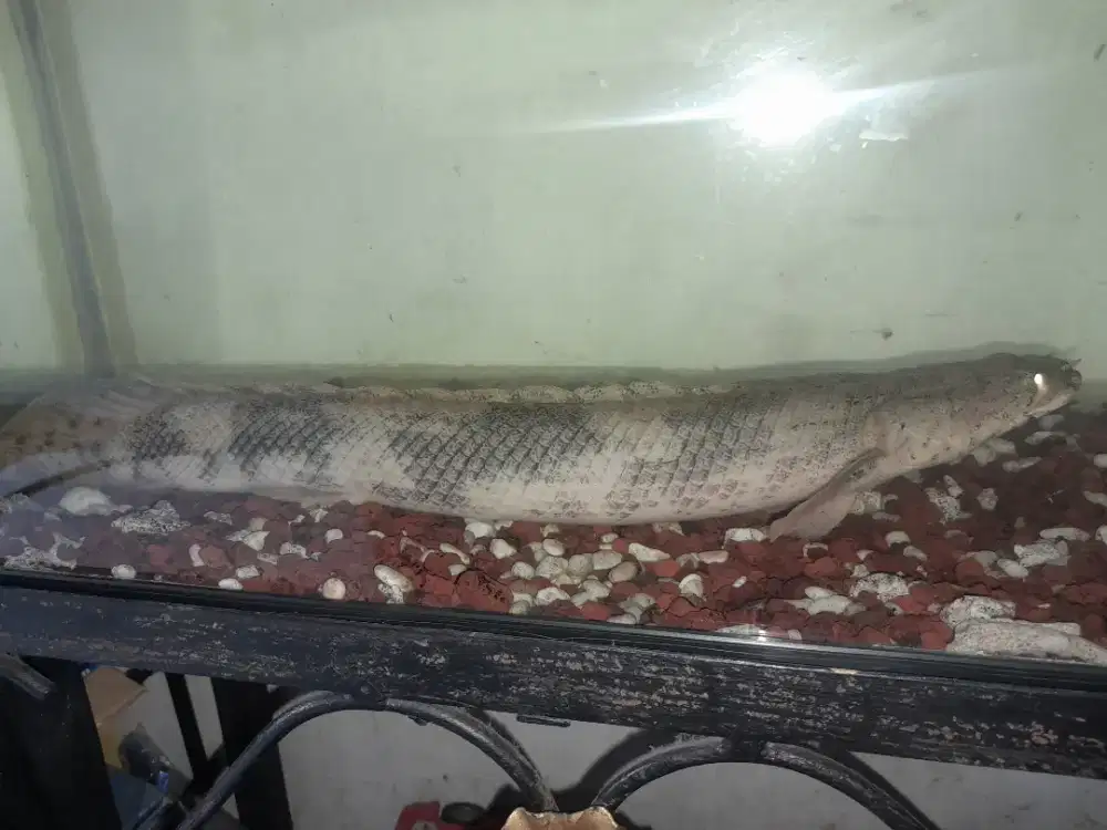 Ikan palma (ikan naga)