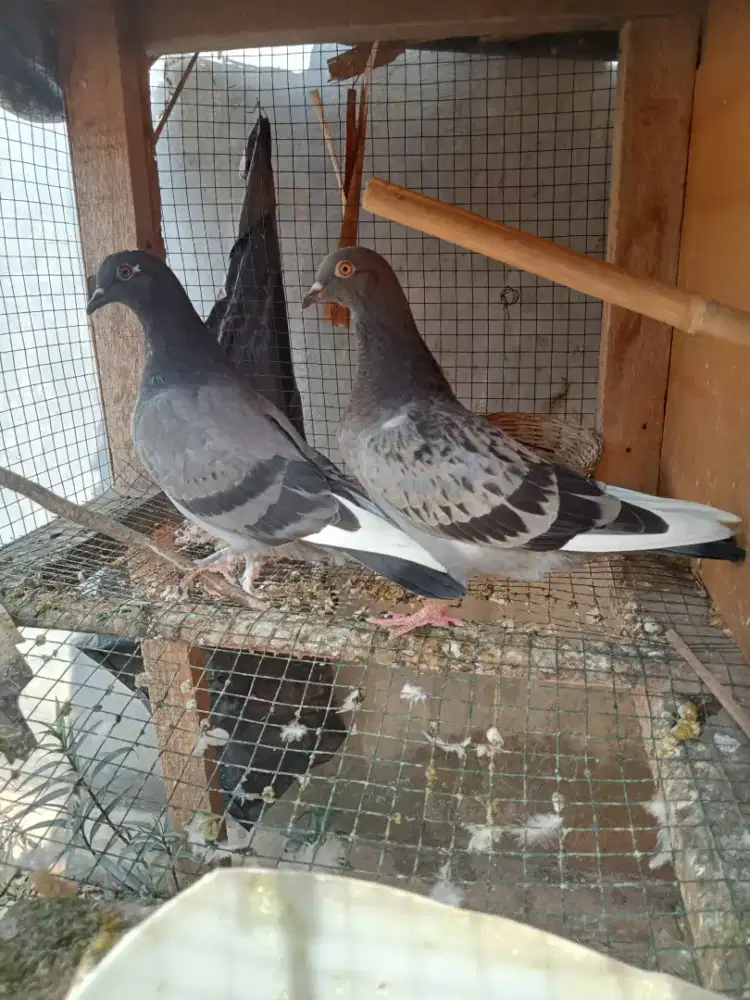 burung merpati/dara