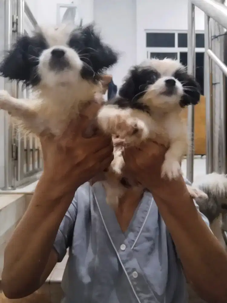 Puppy mix breed shitzu pom
