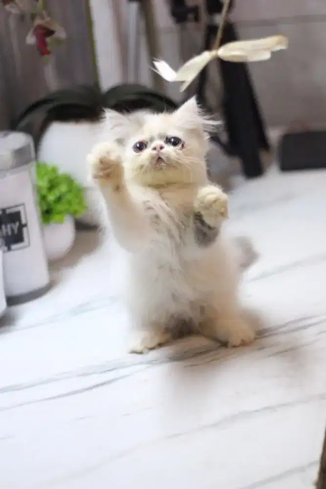 Kitten Persia longhair