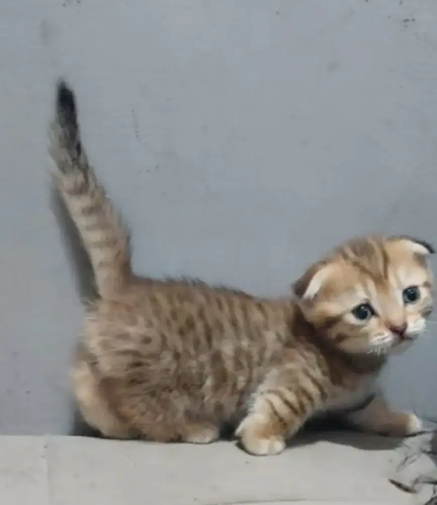 Munchkin Gaelic Golden Tabby
