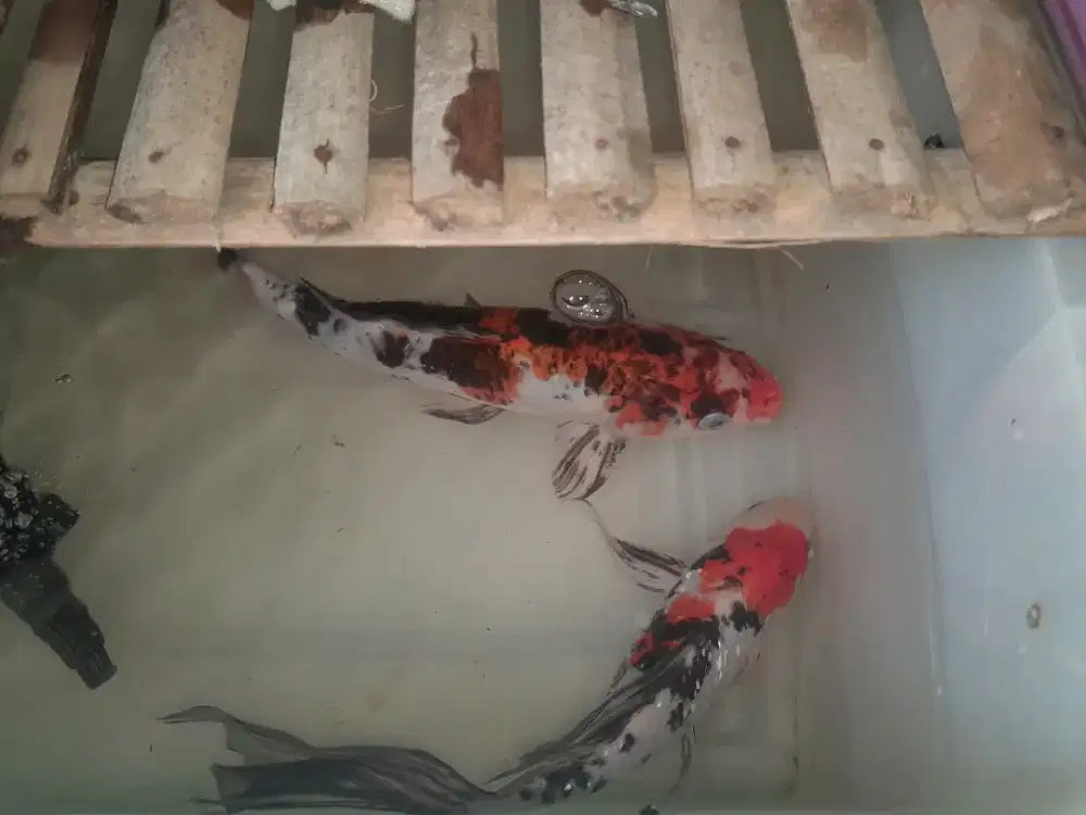 Ikan koi blitar panjang 45&35