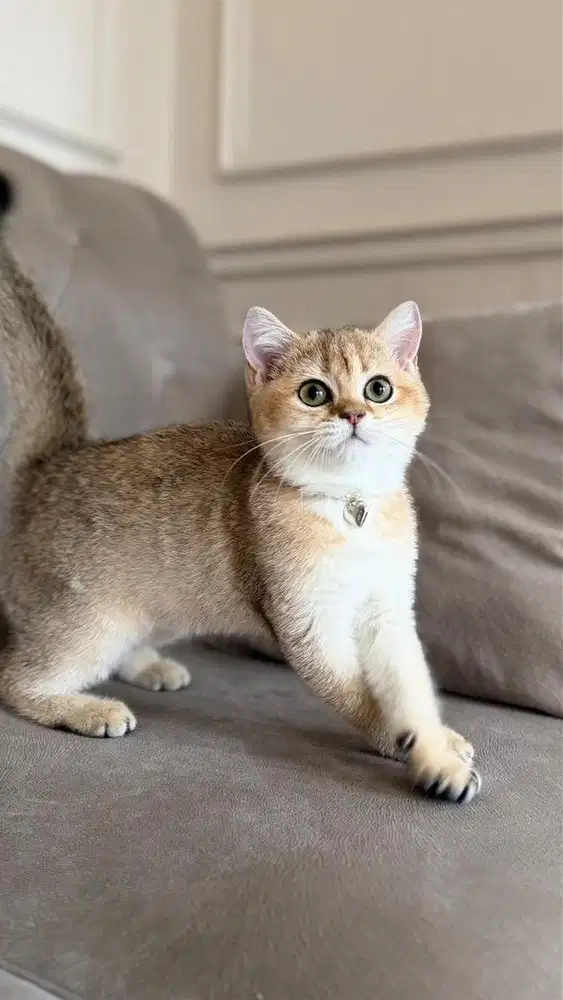 British shorthair golden betina kitten