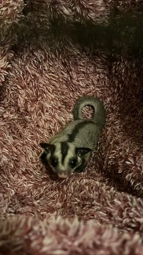 Sugar Glider Joey Classic Grey Jinak Peliharaan Pribadi