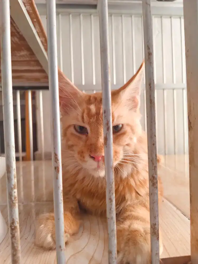 Kitten jantan 6 bulan pure blood nonped Jantan Maine Coon Red Tabby