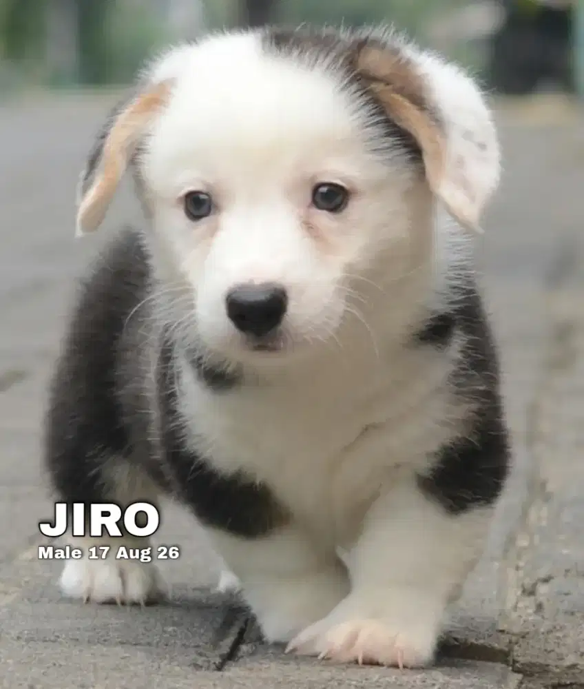 Corgi shorthair tricolor jantan •JIRO•