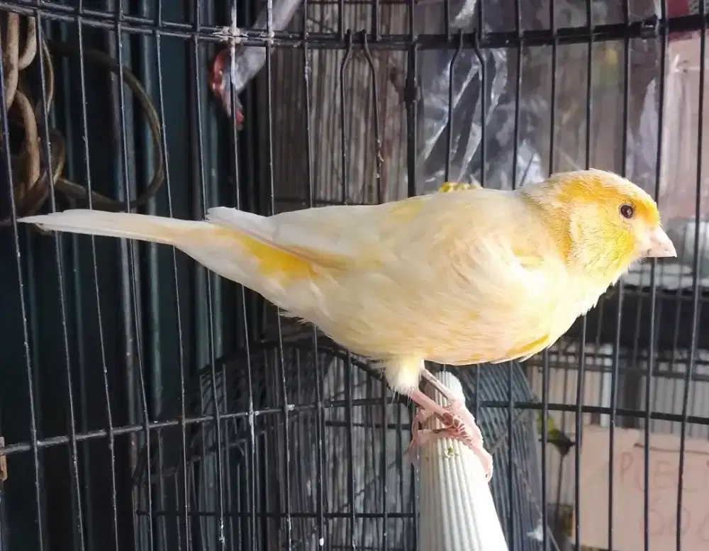 Kenari F1 gacor cucak kombo  dll