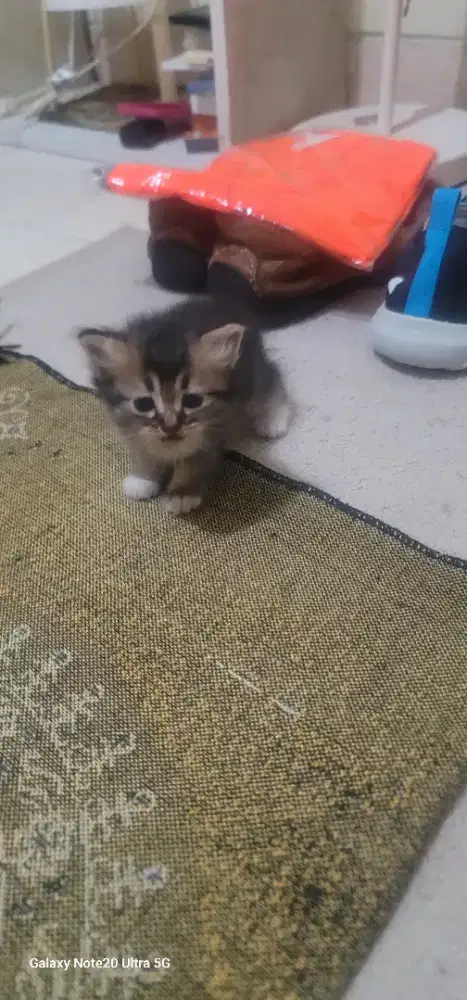 Anak kucing persia