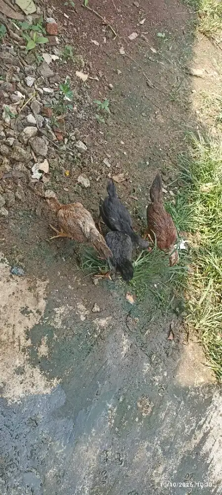 Ayam kampung 2 bulan