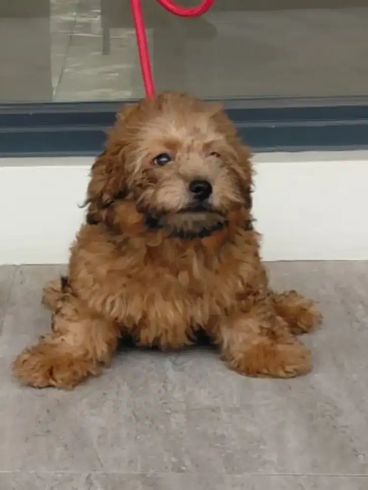 Anakan Toy Poodle Betina