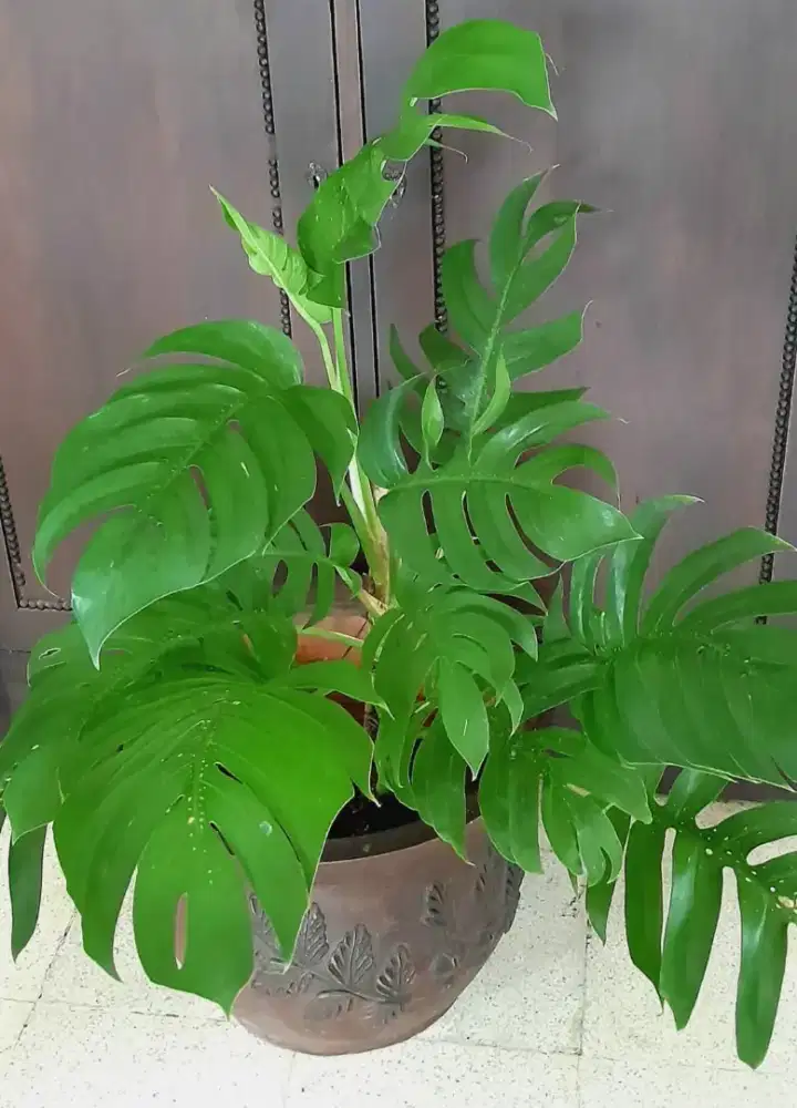 Tanaman Ekor Naga (Epipremnum)