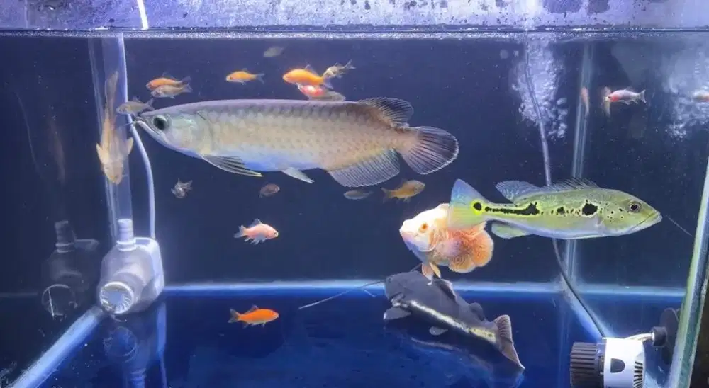 Arwana green pino & RTC