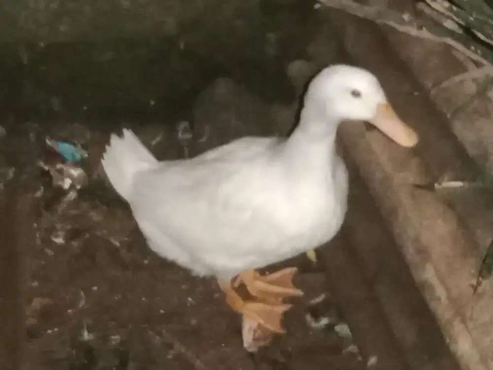 Callduck gemoy sehat Terawat