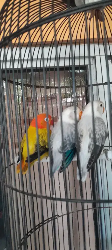 Lovebird beby biola ewuing