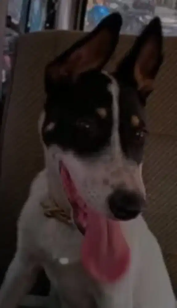 Jual cepat anjing campur bullterir dalmatian