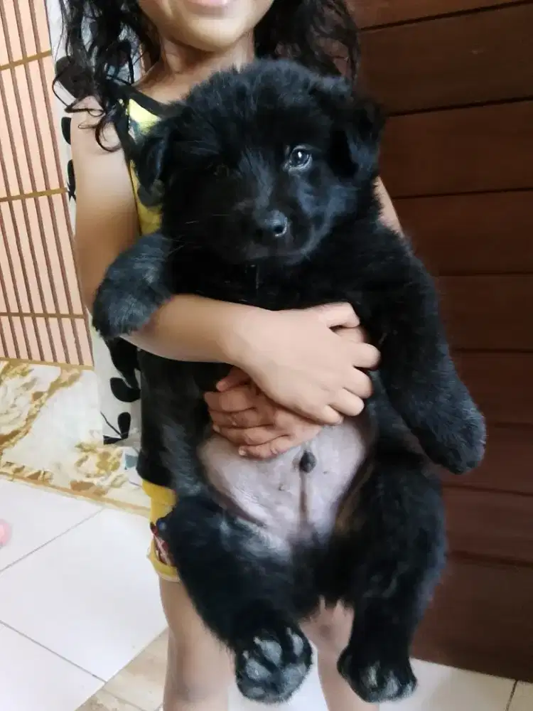 AkB Boy Bigbone vaksin