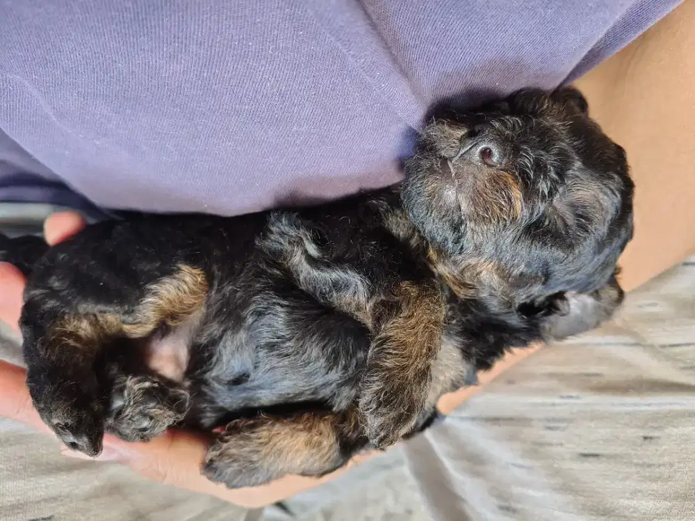 Poodle betina non stb