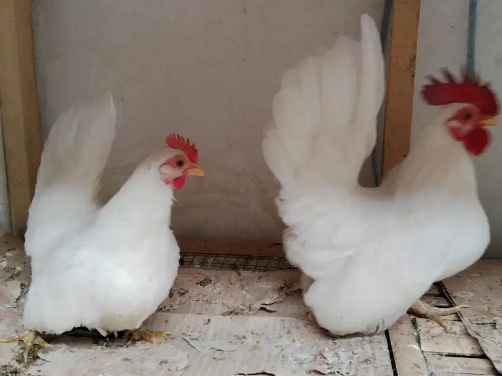 Jual ayam kate putih