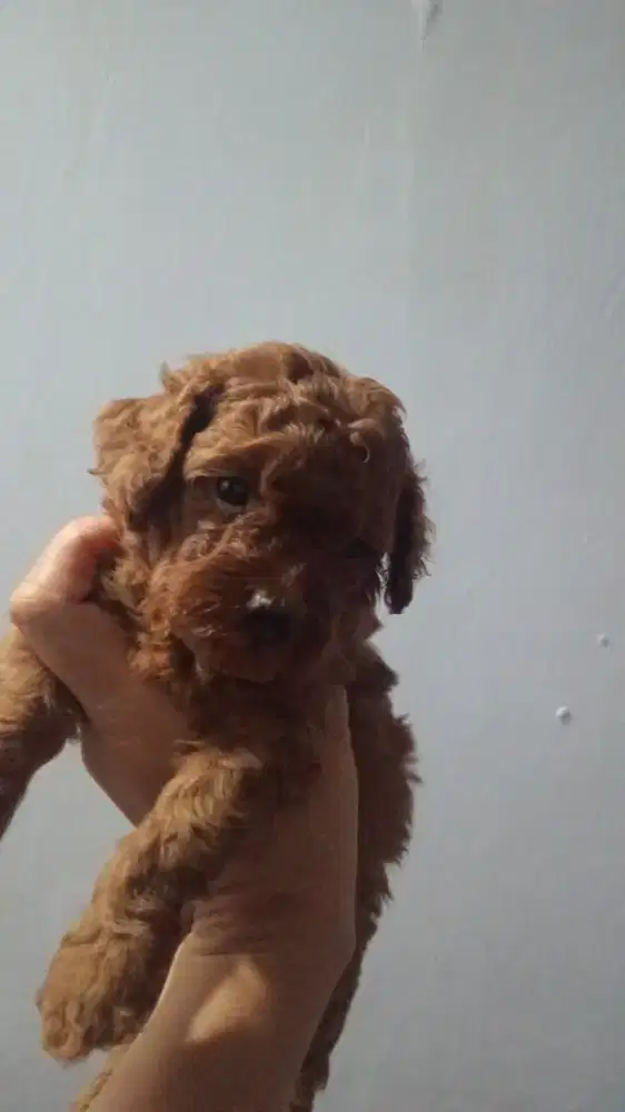 Open adop.red poodle jantan umur 1 bulan