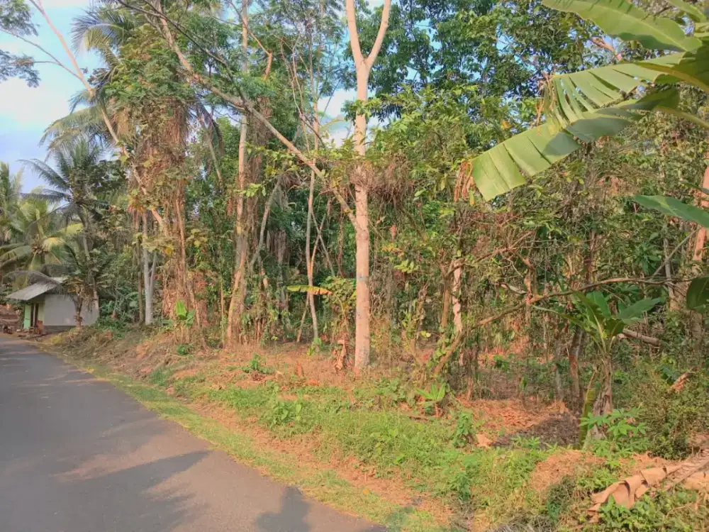 Dijual cepat  Lokasi Pinggir Jalan Kebun, Sawah dan Kolam (satu harga)