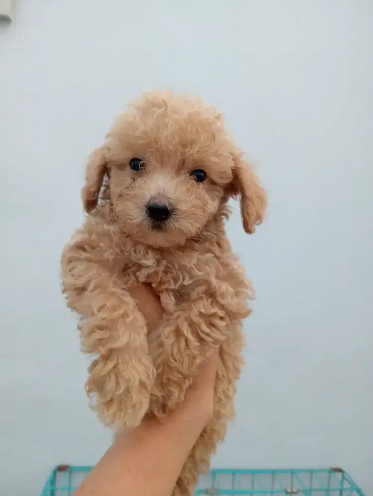 Open adop poodle umur 1 bulan