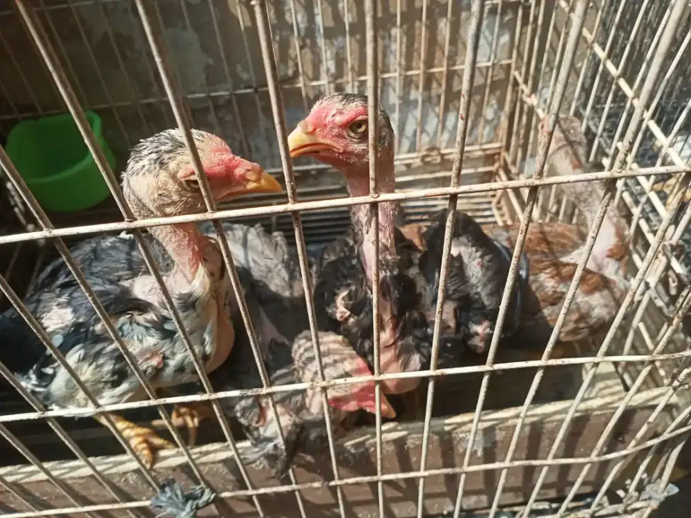 Ayam Bangkok anakan kwalitas trah bagus