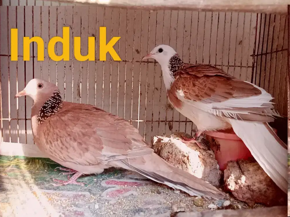 Indukan Tekukur Pencetak Mata Merah