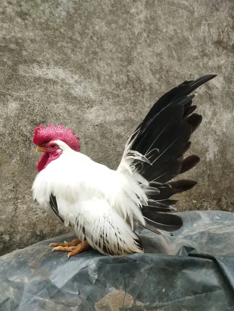 Ayam Kate Chabo blacktail