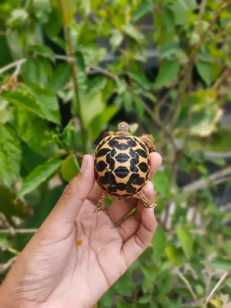 indianstar baby 4-4,7cm - semua sehat, makan rakus