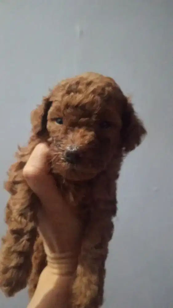 Open adop red poodle jantan
