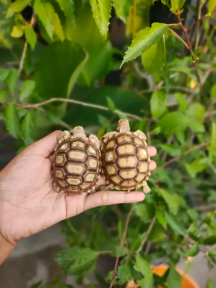 sale sulcata 6-6,8cm makan rakus