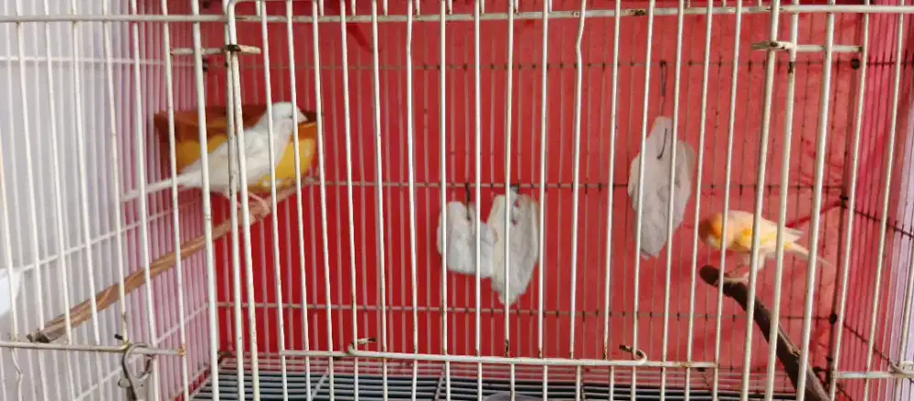 sepasang burung kenari loper