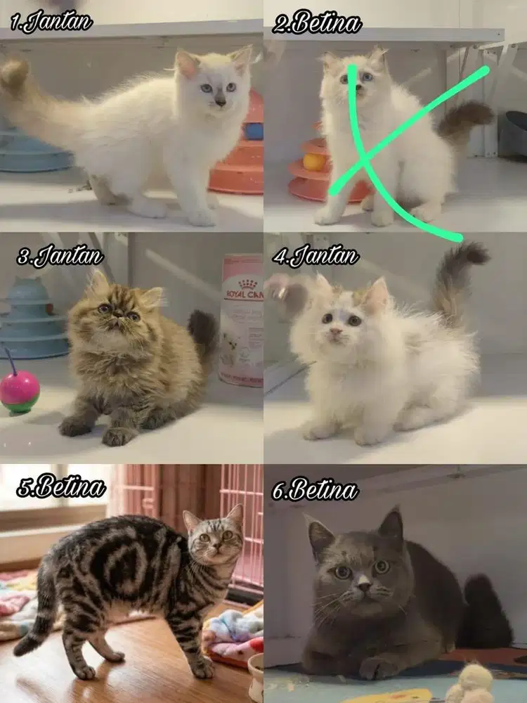 kucing kitten anakan anggora persia hilamaya ragdoll mainecoon
