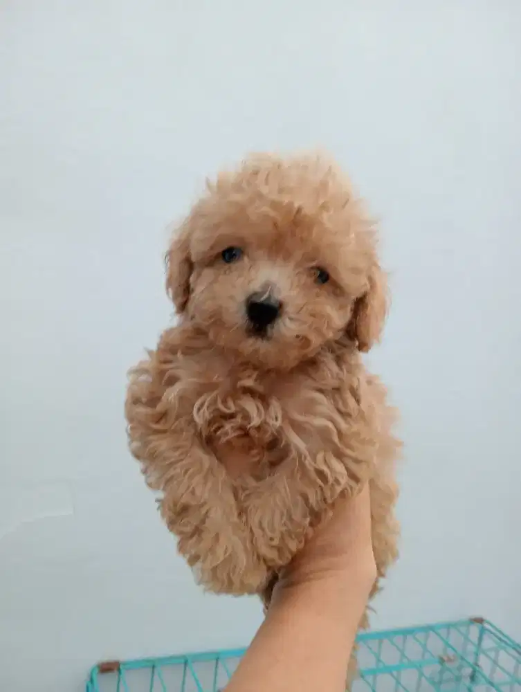 open adop poodle jantan 1 bulan
