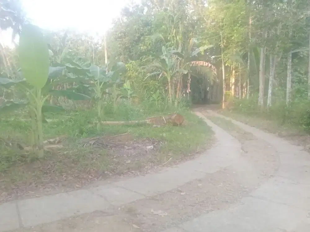 TANAH PEKARANGAN MURAH LUAS DI DAERAH BAPANGSARI BAGELAN PURWOREJO JAWA TENGAH