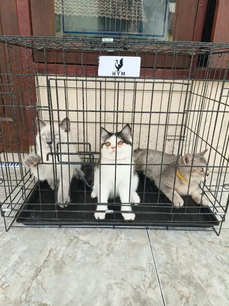 Kucing BSH 3 bln