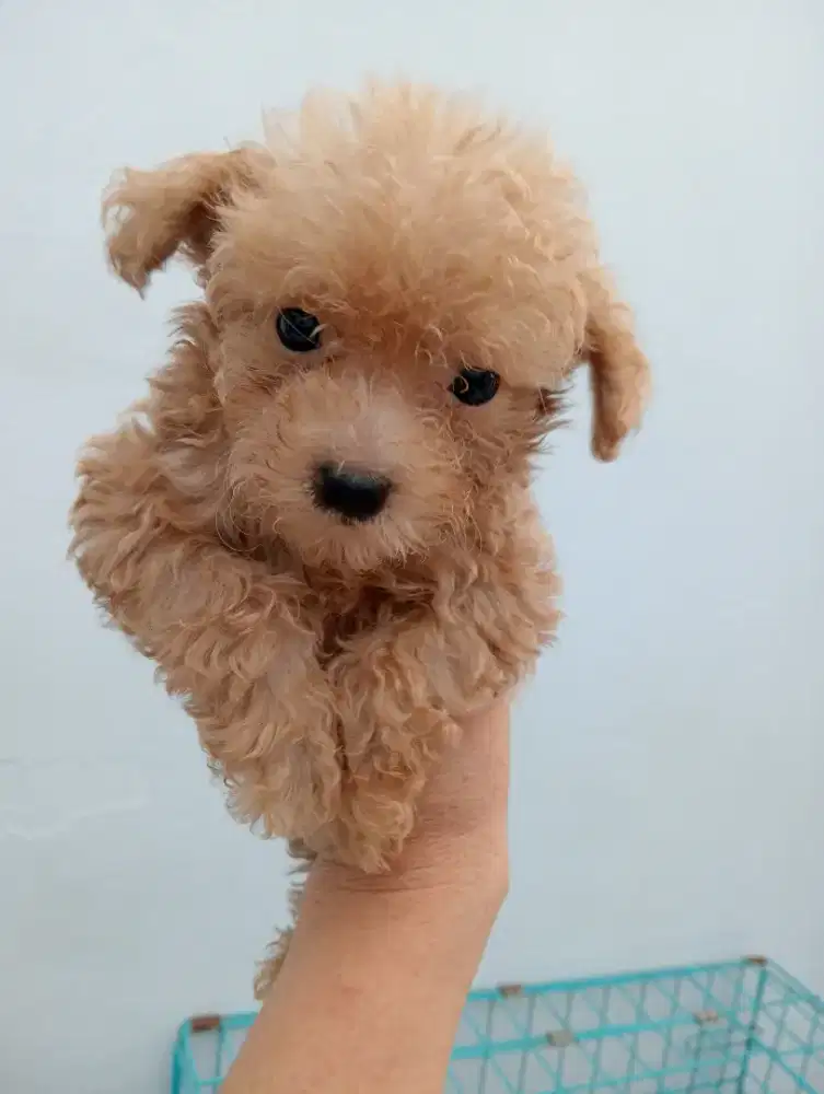 Open adop poodle 1 bulan jantan