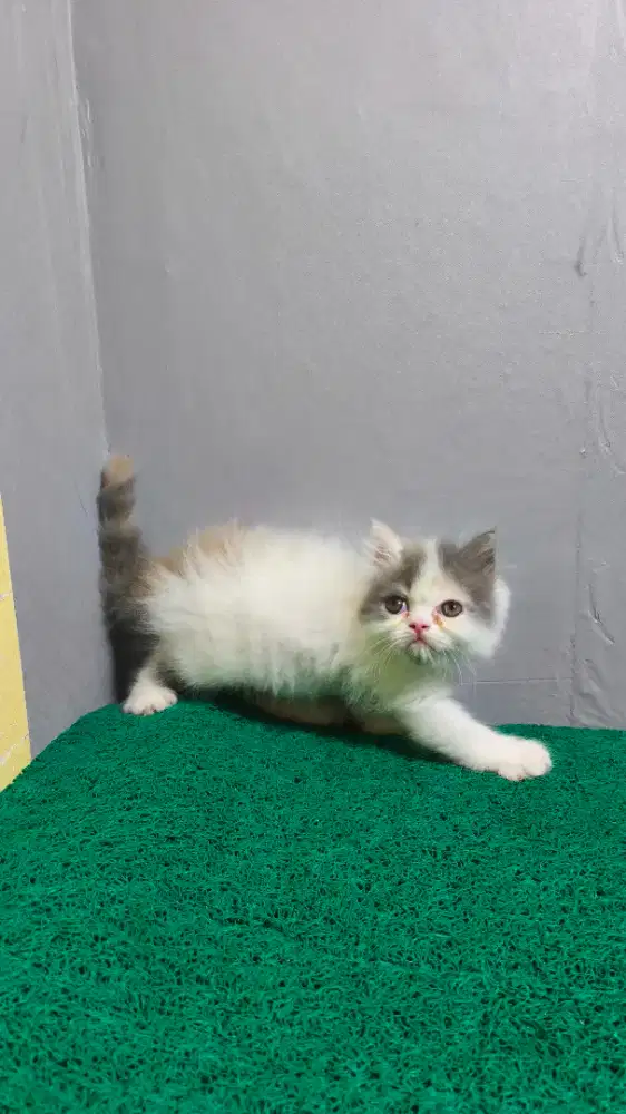kucing persia flatnose
