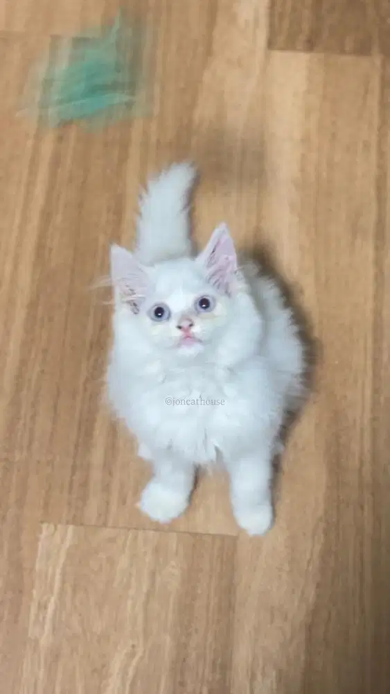 Kitten persia blue eye
