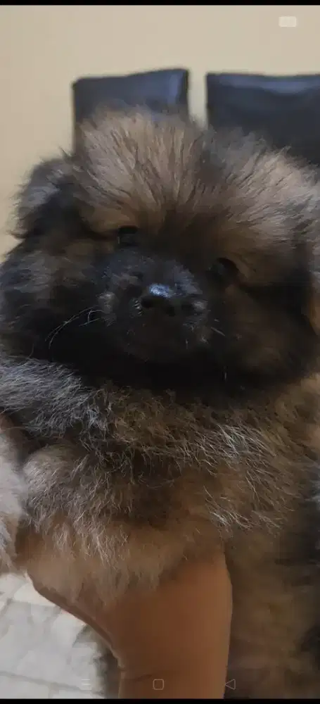 sepasang minipom jaminan pure